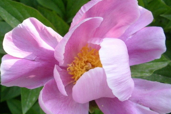 牡丹花怎么養(yǎng)家庭養(yǎng)法