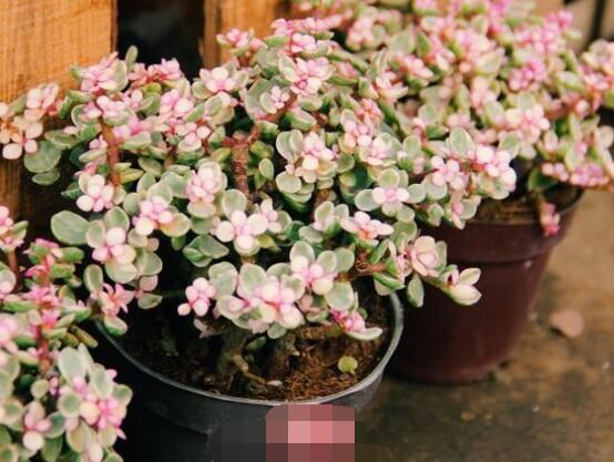 雅樂(lè)之舞夏天怎么養(yǎng)，主要注意做好遮陰降溫措施