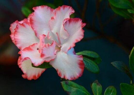 仙客來葉子蔫了怎么辦，主要由最直觀三種原因?qū)е? src="/nongchan/d/file/20201223/b54srjaxlur.jpg" / data-EPm3="IcxJgZ"></strong></p>
<p data-nJII="qwlYtT">
	當(dāng)仙客來發(fā)生病蟲害時(shí)候，可能一些病害花友不容易發(fā)覺。例如灰霉病，根腐病，就是直接侵害枝葉，導(dǎo)致出現(xiàn)發(fā)焉。還有一些蟲害，例如棉蚜、桃蚜等，就是吸食汁液，最后使葉子逐漸發(fā)黃發(fā)焉。</p>
<p data-e0Cl="Uald9S">
	<img alt=