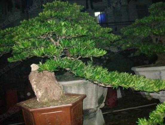 羅漢松施肥技巧，只需要五個步驟養(yǎng)的郁郁蔥蔥