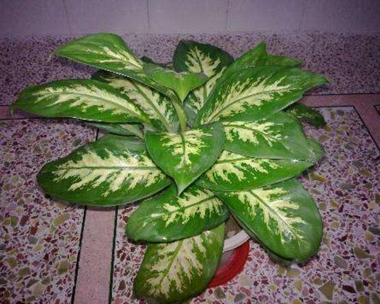 萬年青植物有幾種，盤點最令人欣賞的十大品種