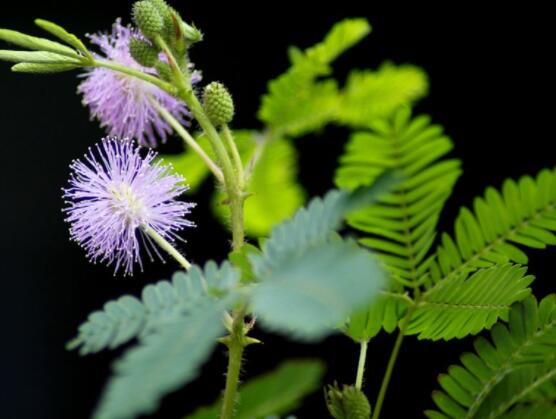 羞草怎么種，浸種晾干、覆土4厘米深(15天生根發(fā)芽)