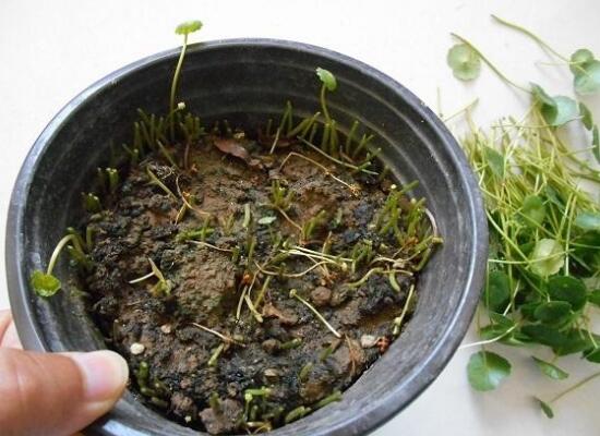 銅錢草怎么修剪，銅錢草剪掉葉子能活嗎