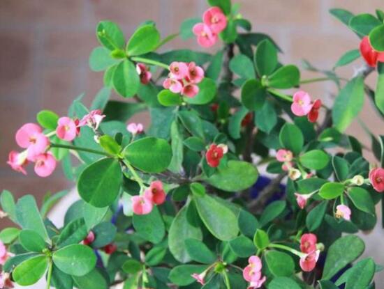 虎刺梅的養(yǎng)殖方法，老農總結六大最實用基本養(yǎng)殖技巧