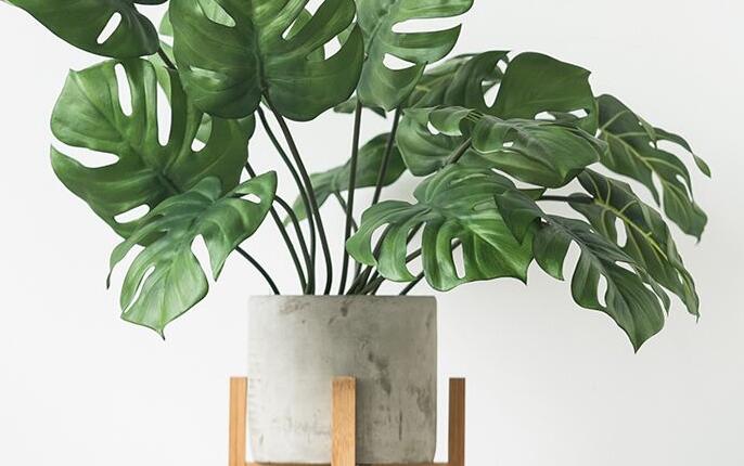 龜背竹放客廳風(fēng)水好嗎，對事業(yè)有助/對愛情有削弱的作用