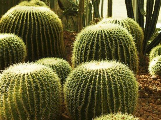 仙人球用什么肥料，鉀、磷肥為主，氮肥為輔