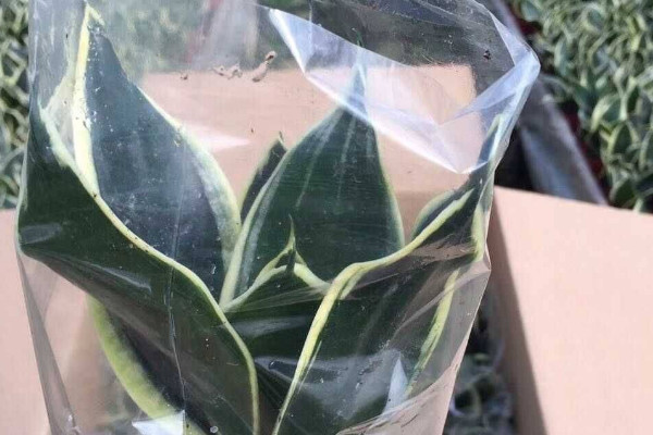 虎皮蘭過冬怎樣套袋