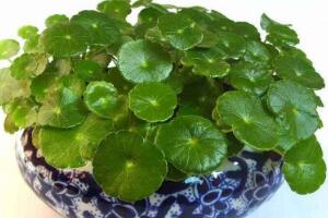 銅錢草的風(fēng)水作用是什么，銅錢草的功效與作用