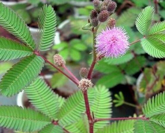 養(yǎng)含羞草對(duì)人體有害嗎，含有輕微的毒性/無(wú)害(放心養(yǎng)殖)