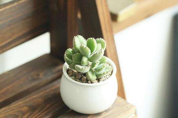 熊童子怎么澆水，熊童子四季澆水方法