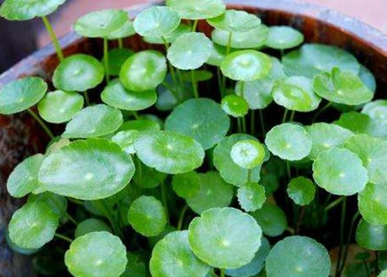 銅錢草水培變黃怎么辦，做好六大要點變得青翠碧綠