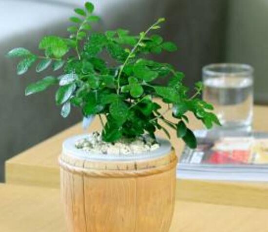 九里香怎么繁殖，九里香扦插繁殖方法