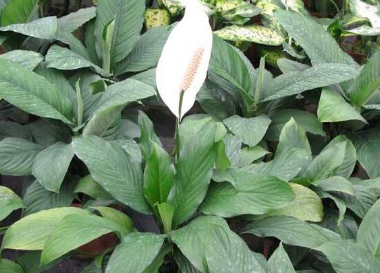 一帆風(fēng)順用什么水澆，澆池塘水、淘米水生長(zhǎng)最快