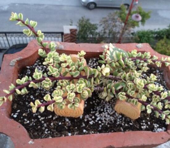 雅樂之舞的扦插技巧，老農(nóng)總結(jié)六個最簡易基本步驟