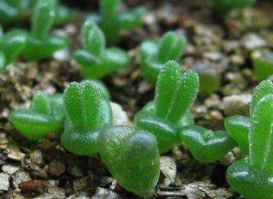 碧光環(huán)怎么播種，做好五個(gè)步驟三天快速發(fā)芽