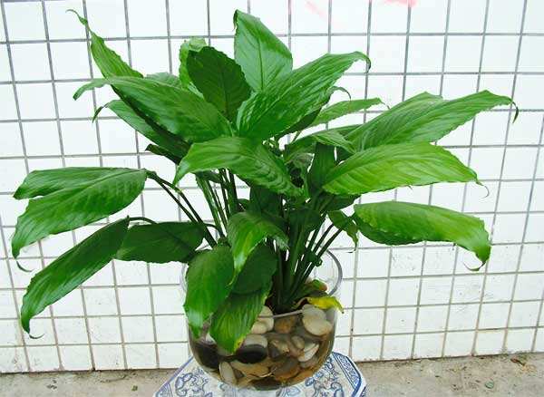 一帆風順可以水養(yǎng)嗎，水培的重點在于氧氣、營養(yǎng)以及陽光