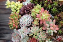 寶石花掉下來是怎么了，可能是以下5種原因?qū)е? data-D1e0=