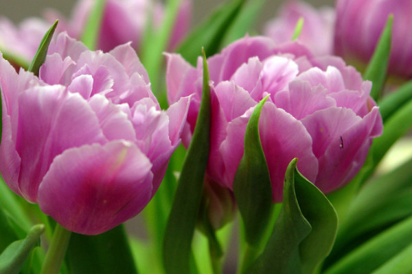 郁金香長(zhǎng)蟲怎么辦