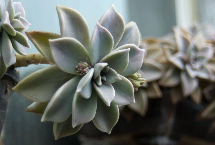 如何養(yǎng)寶石花，寶石花的四季養(yǎng)護(hù)方法介紹