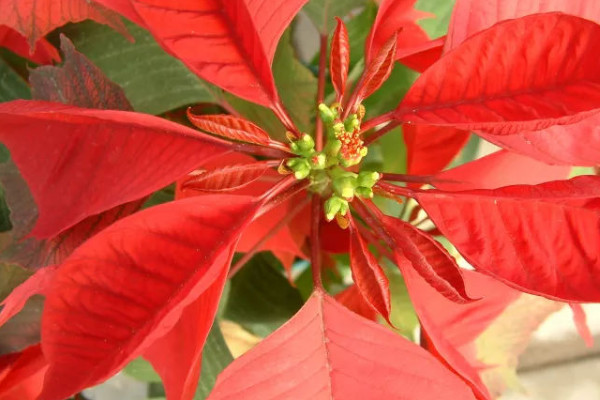 怎么扦插一品紅愛(ài)生根