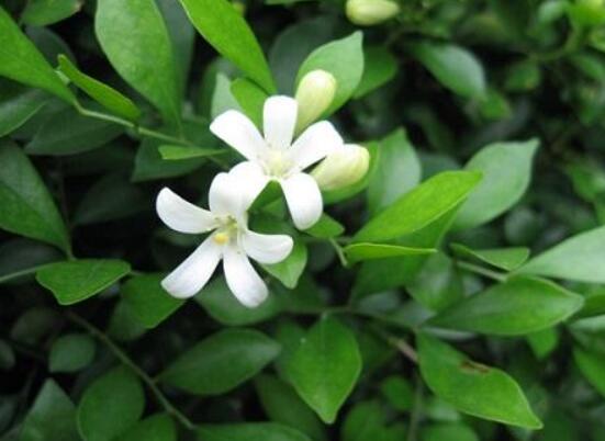 九里香種在家里禁忌，只需要注意四個要點即可