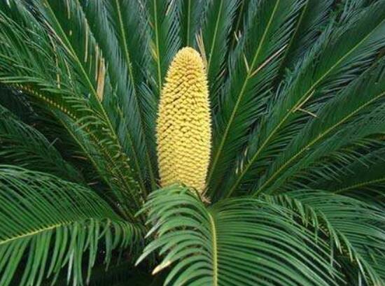 鐵樹開花好不好，象征著幸福、吉祥、富貴