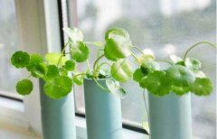 銅錢草怎么扦插，銅錢草的繁殖方法和注意事項