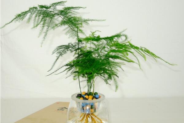 剪下來(lái)的文竹能插活嗎，文竹扦插繁殖的秘訣