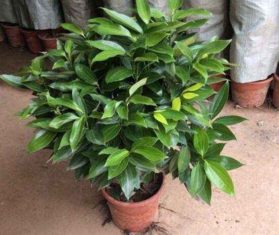 平安樹怎么繁殖，平安樹扦插方法圖解