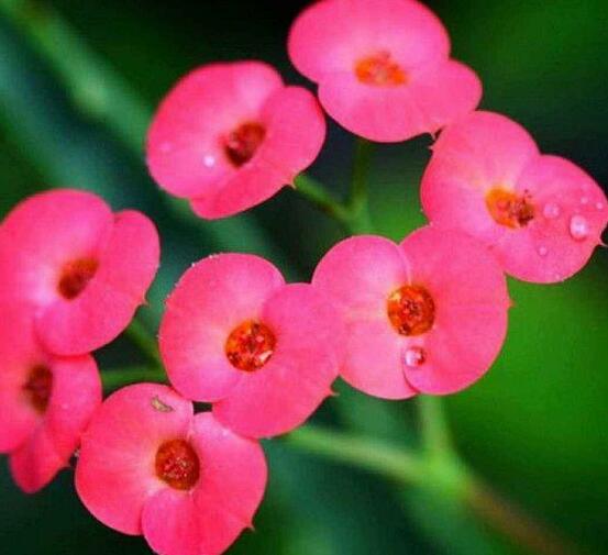 養(yǎng)虎刺梅不吉利嗎，導(dǎo)致全家霉運(yùn)不斷、影響身體健康