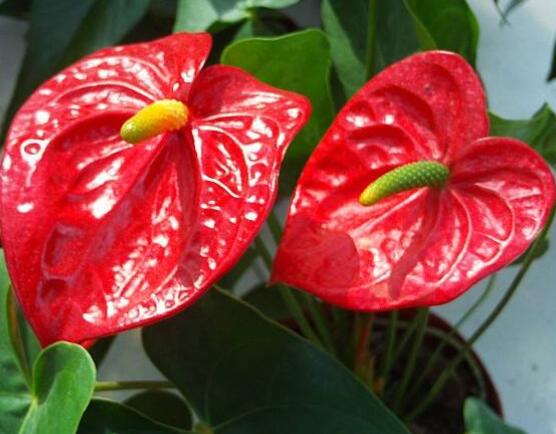 紅掌的作用有哪些，凈化空氣、陶冶情操、五行轉(zhuǎn)化