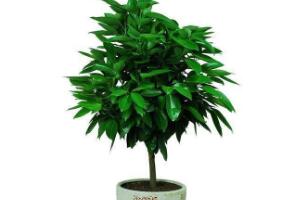 平安樹怎么繁殖，平安樹扦插方法圖解