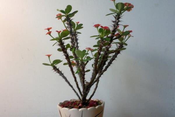 虎刺梅用什么肥料，以磷鉀肥為主少施氮肥