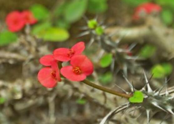 虎刺梅扦插方法，教你五個(gè)步驟扦插爆盆