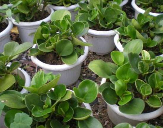 碧玉葉子發(fā)黃怎么辦，教你五步讓它重新恢復(fù)生機(jī)