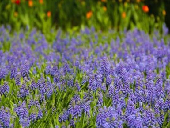 好看的風(fēng)信子圖片欣賞，姿色優(yōu)美，色彩艷麗