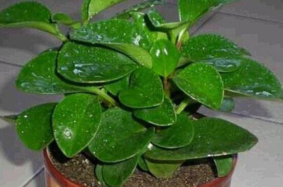 植物碧玉的風(fēng)水作用，舒緩心靈、增強(qiáng)運(yùn)勢(shì)