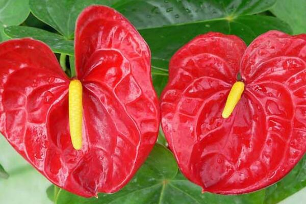 家養(yǎng)紅掌怎么養(yǎng)