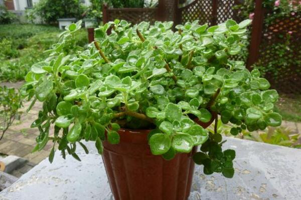 碰碰香怎么澆水，不同的季節(jié)需要掌握不同的方法