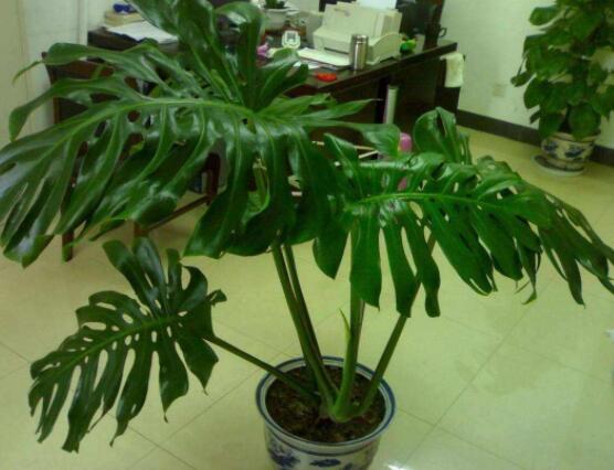 龜背竹吸甲醛嗎，能吸/可除去室內(nèi)90%甲醛