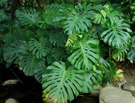 龜背竹黑斑病怎么辦，及時摘除病葉、噴灑藥物/保持通風透氣