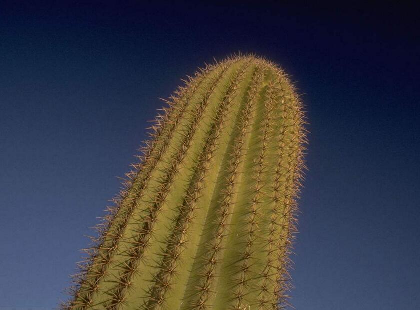 仙人球長小球要修剪嗎，最好把這些小球進(jìn)行移栽