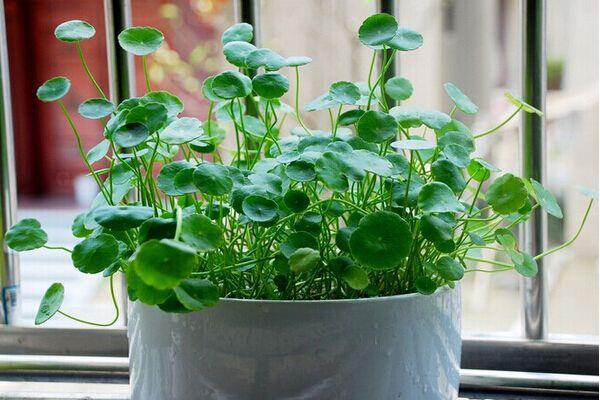 銅錢草與金錢草的區(qū)別，外形神似功效價(jià)值卻大不相同