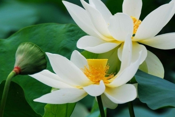 荷花有什么顏色