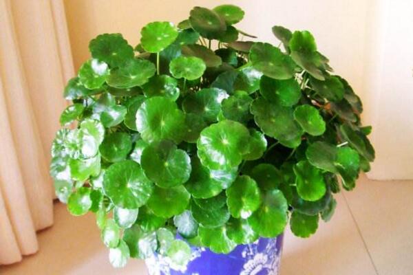 銅錢草與金錢草的區(qū)別，外形神似功效價(jià)值卻大不相同