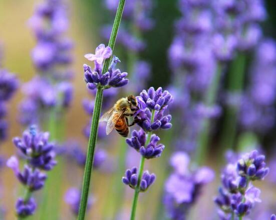 薰衣草的花語是什么，代表著心心相印、愛情的等待