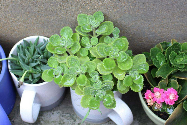 碰碰香不長(zhǎng)了怎么回事