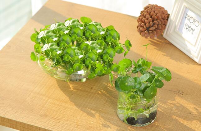 銅錢草怎么剪枝水培，剪成一根勤換水