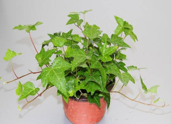 常春藤怎么繁殖，常春藤的扦插方法