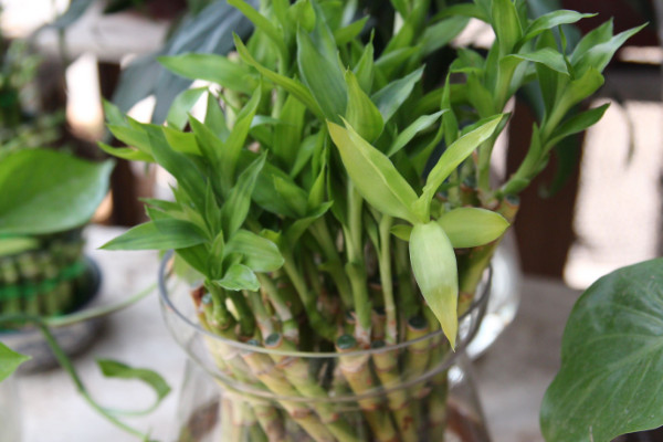 水培富貴竹怎么養(yǎng)才能旺盛，選用干凈清潔的水質(zhì)栽培